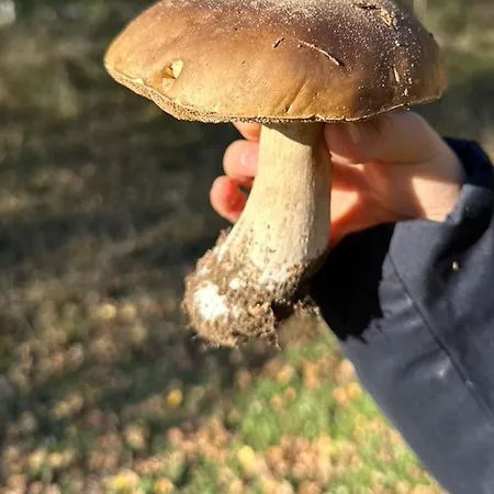 Blue Alpine Bis 6 Gaeste, Cheminee, 400 M Zum Skilift * 세드런