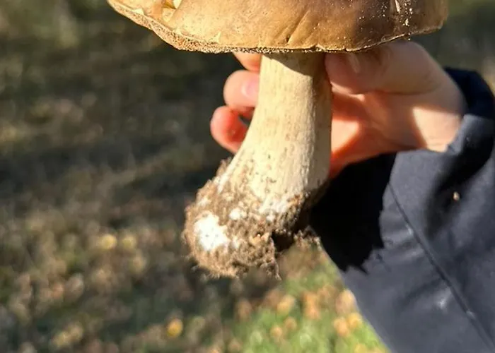 Blue Alpine Bis 6 Gaeste, Cheminee, 400 M Zum Skilift * Sedrun